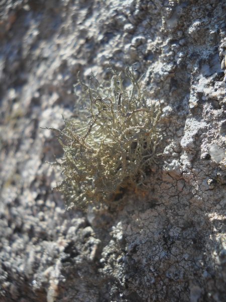 ...Lethariella intricata?